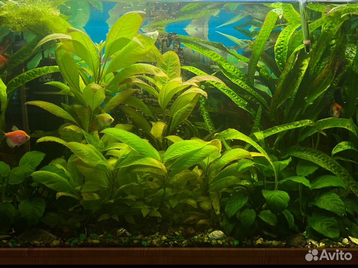 Водоросли для аквариума