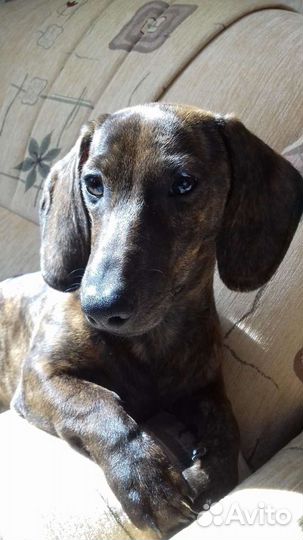 Мини такса (вязка)