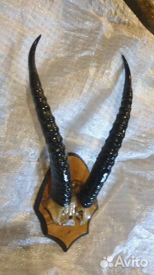 Рога оленя косули козла