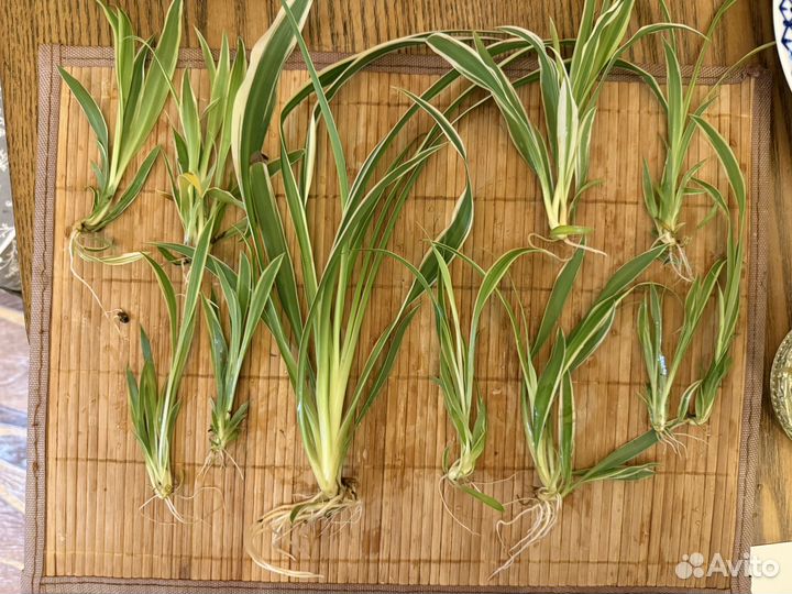 Детки хлорофитума хохлатого крупного