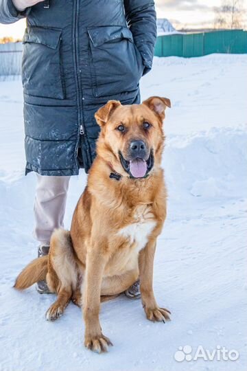 Собака в добрые руки отдам бесплатно
