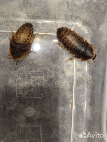 Аргентинский таракан (Blaptica dubia)