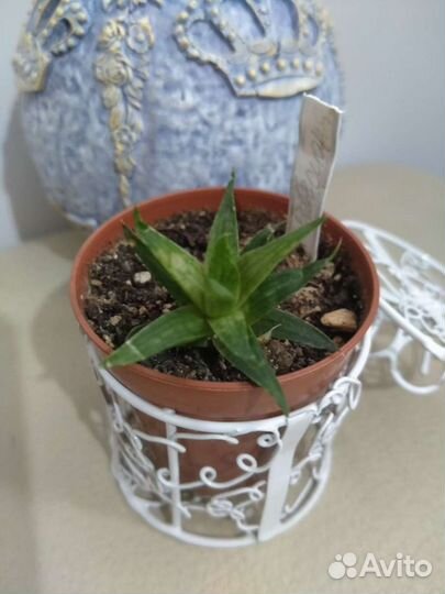 Суккуленты