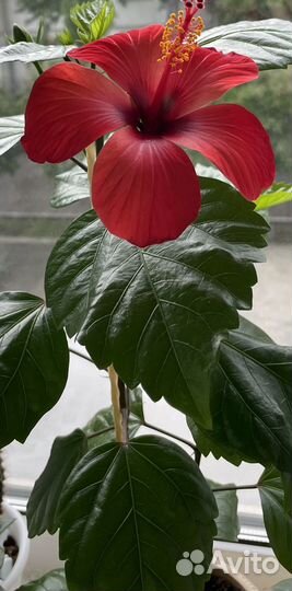 Гибискус китайская роза