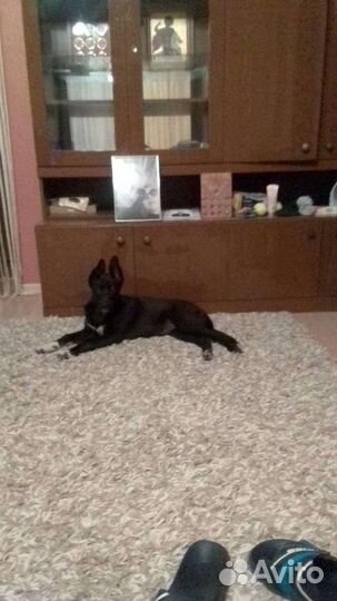 В добрые руки