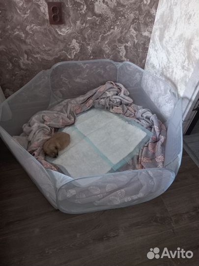 Вольер сетчатый