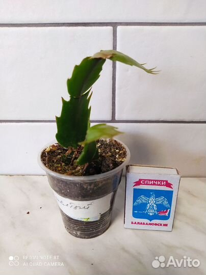 Декабристы (шлюмбергера)