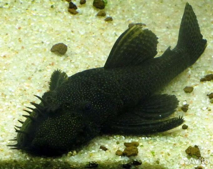 Аквариумные рыбки Сомики