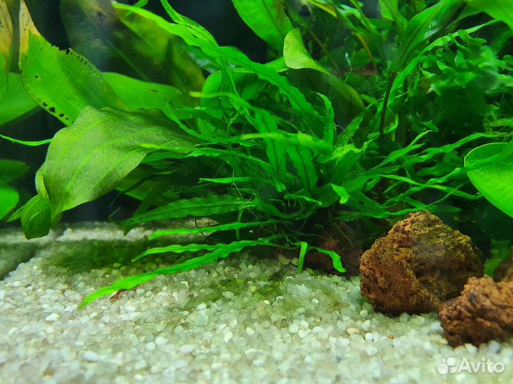 Аквариумные растерия: