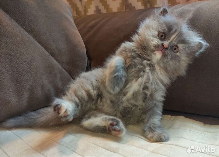 Персидский котëнок девочка