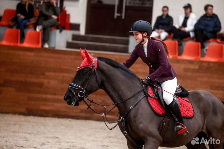 Блэк Кинг мерин в спорт