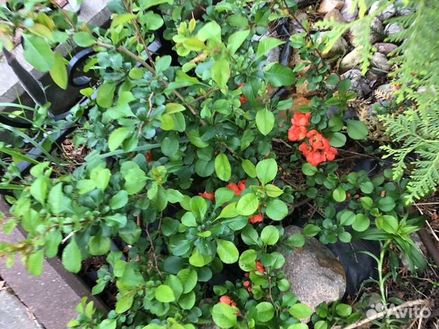 Декоративные кустарники