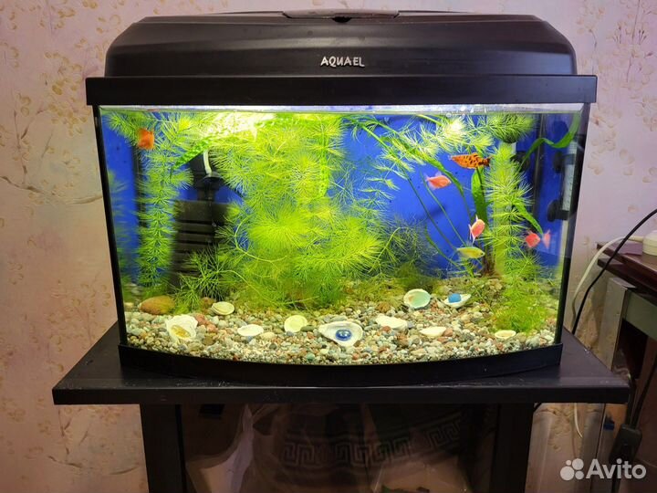 Панорамный аквариум 100 литров