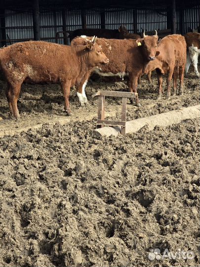 Тёлки откормочные