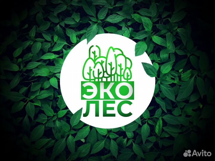 Туя Смарагд от 1,8м