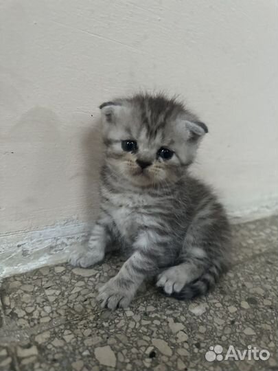 Шотландские вислоухие котята