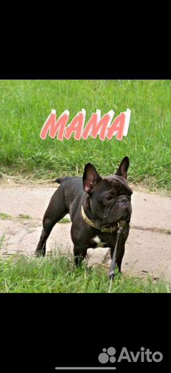 Вязка французский бульдог