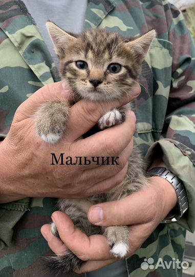 Котята в дар