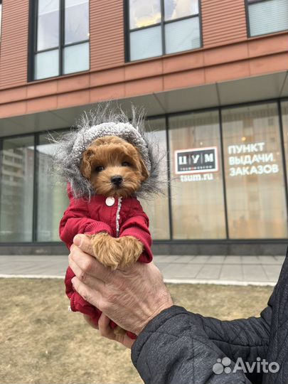 Мальтипу f1 mini мальчик ред Браун