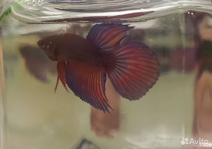 Рыбка Петушок