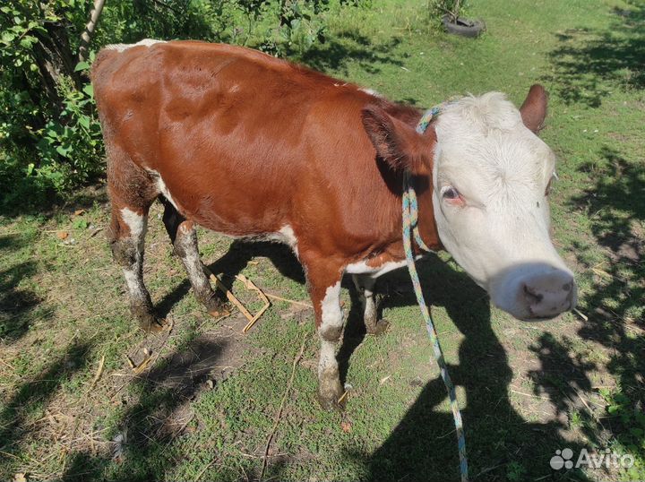 Продам тёлок