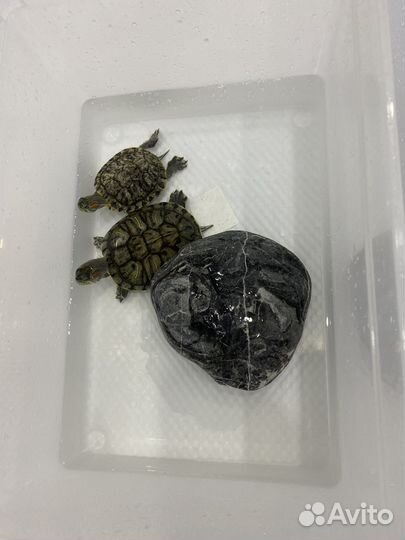 Водные черепахи