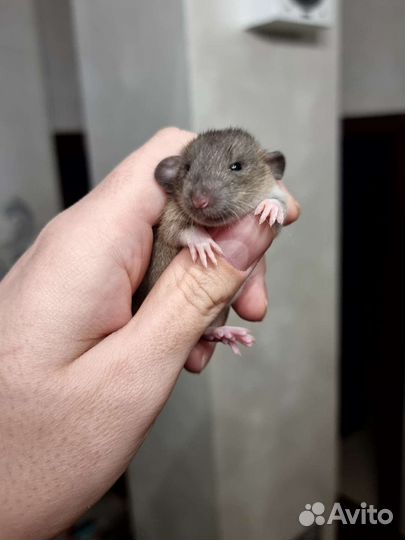 Крыса крысята дамбо рыжие фавн агути питомник