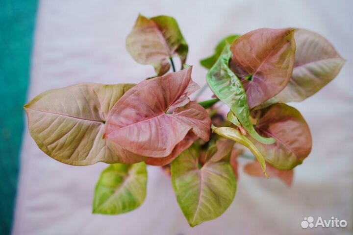 Сингониум Neon Pink