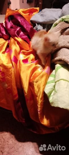 Котик мальчик