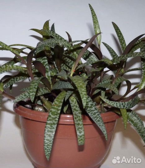 Домашние растения