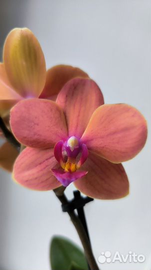 Орхидеи фаленопсис ароматные цветущие