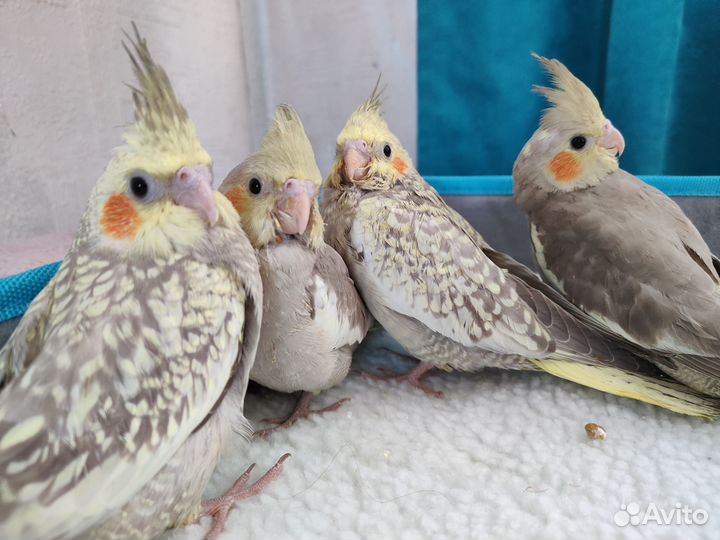 Попугай корелла птенцы ручные