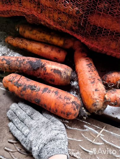 Морковь на корм животным