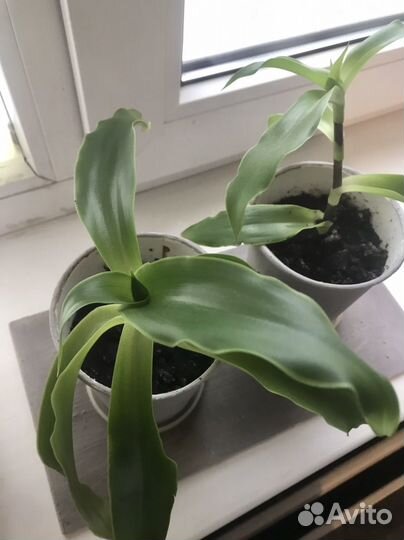 Золотой ус - листья