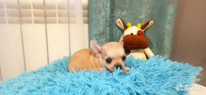 Чихуахуа мини