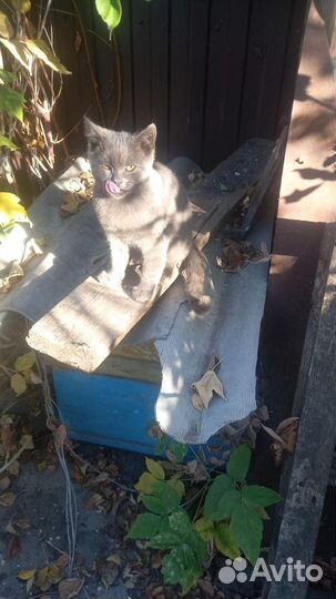 Котенок, похож на британца