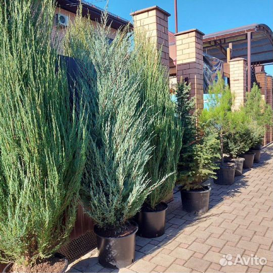 Голубая стрела можжевельник Блю Эрроу и Мунглоу