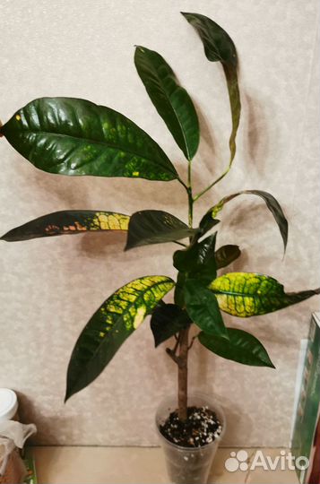 Кротон Мистер Айсон