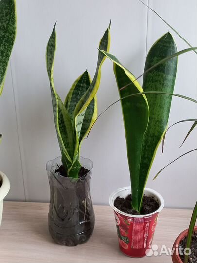 Драцена, сансевиерия голден, сансевиерия муншайн