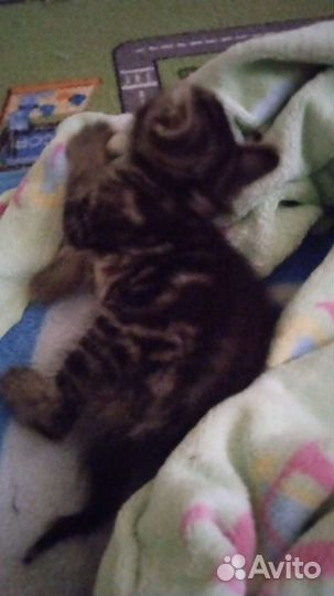 Уличный котенок хочет в хорошие руки