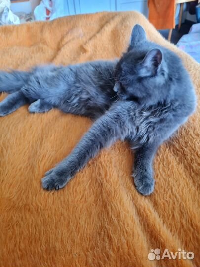 Котёнок подросток