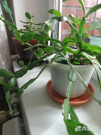 Декабрист - шлюмберг