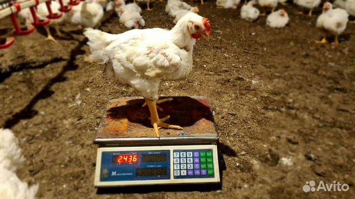 Цыплята бройлеры росс 308