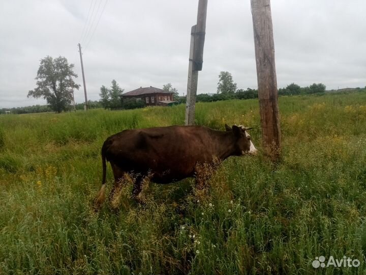 Продам корову