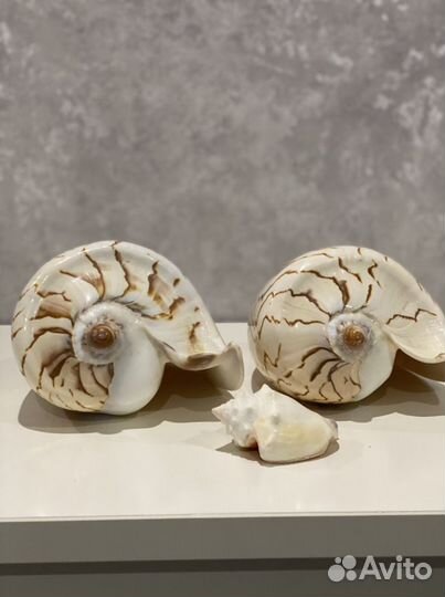 Морские ракушки для аквариумов, интерьера