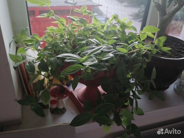 Комнатные растения цветы