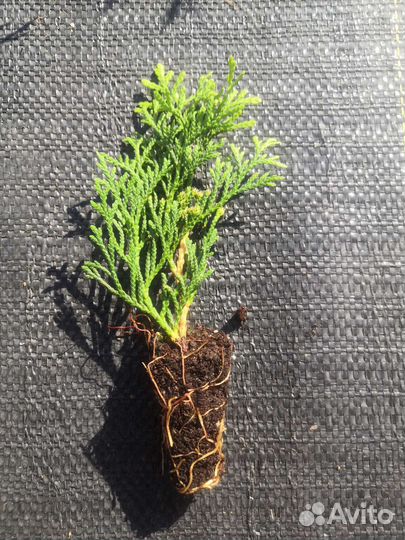 Саженцы туи смарагд