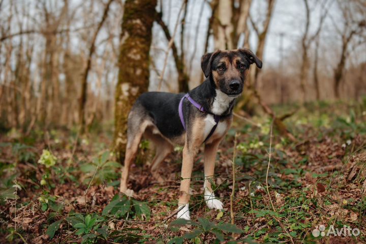 Саломон ищет дом