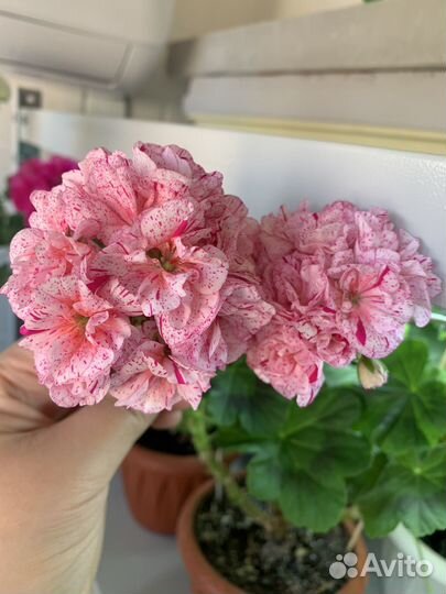 Пеларгония. Список