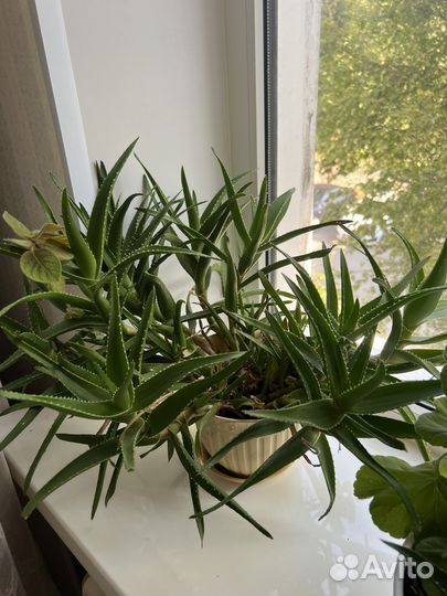 Пеларгония герань